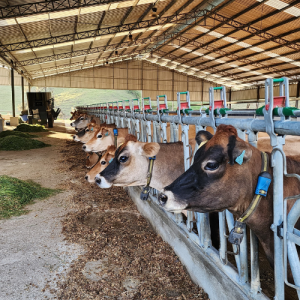 CEPOS PARA VACAS